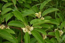 Mini kiwi mâle - Actinidia arguta "Weiki"