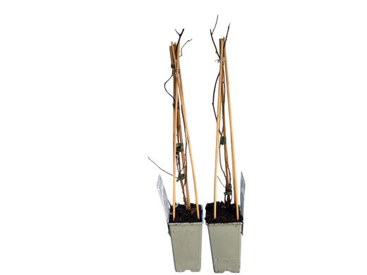 Mini kiwi mâle - Actinidia arguta "Weiki"