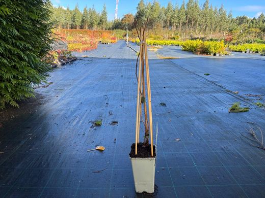 Mini kiwi mâle - Actinidia arguta "Weiki"