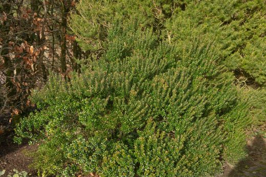 Murta de Taranto, murta-anã - Myrtus communis Tarentina