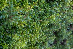 Murta de Taranto, murta-anã - Myrtus communis Tarentina