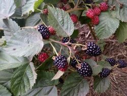 Mora sin espinas, zarzamora, Rubus fruticosus Black Satin