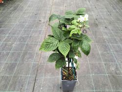 Mora sin espinas, zarzamora, Rubus fruticosus Black Satin