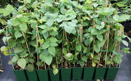 Mora sin espinas, zarzamora, Rubus fruticosus Black Satin