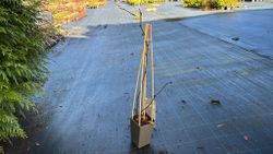 Mora sin espinas, zarzamora, Rubus fruticosus triple corona