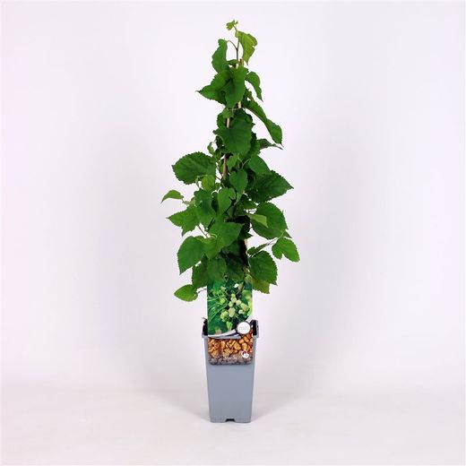 Amoreira branca, amora, Morus alba