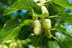 Amoreira branca, amora, Morus alba