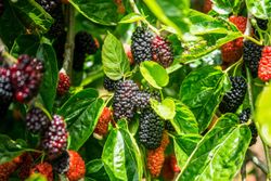 Amoreira anã - Morus rotundiloba Mojo berry