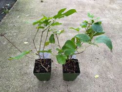 Amoreira preta, amora, amoreira, Morus nigra