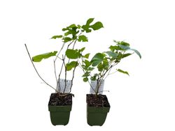 Amoreira preta, amora, amoreira, Morus nigra