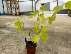Morus Illinois Everbearing - morera árbol