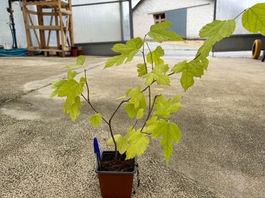 Morus Illinois Everbearing - morera árbol