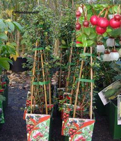 Ugni molinae. Murtilla, murta.