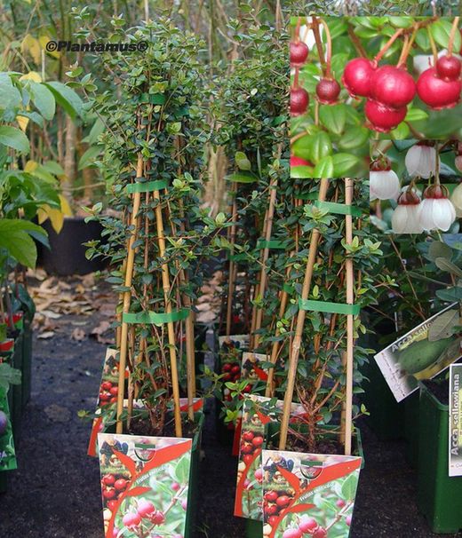 Ugni molinae. Murtilla, murta.