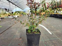 Ugni molinae. Murtilla, murta.