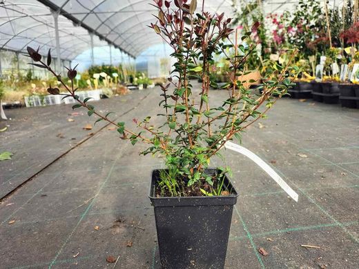 Ugni molinae. Murtilla, murta.