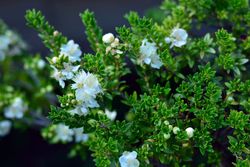 Myrtus communis, murta