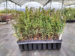 Myrtus communis, mirto