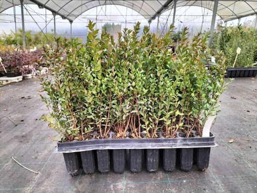 Myrtus communis, mirto