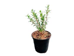 Myrtus communis, murta
