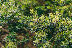 Myrtus communis, murta