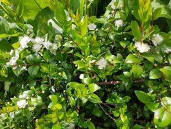 Myrtus communis, murta