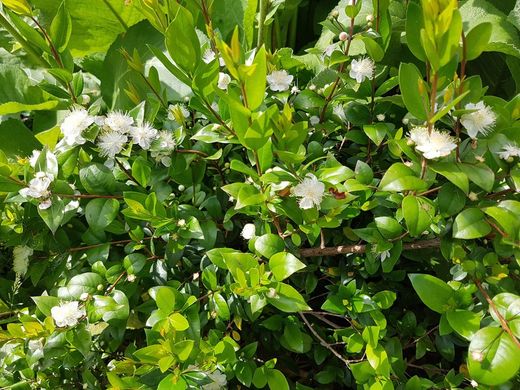 Myrtus communis, mirto