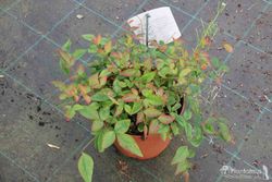 Nandina domestica "Gulf stream"