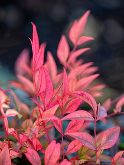 Nandina domestica "Gulf stream"