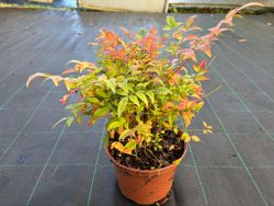 Nandina domestica "Gulf stream"