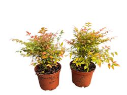 Nandina domestica "Gulf stream"