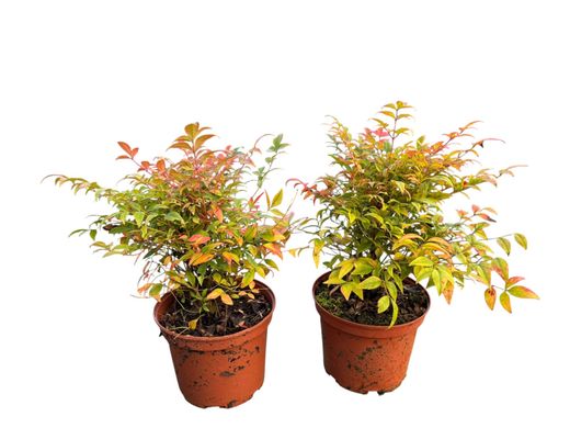 Nandina domestica "Gulf stream"