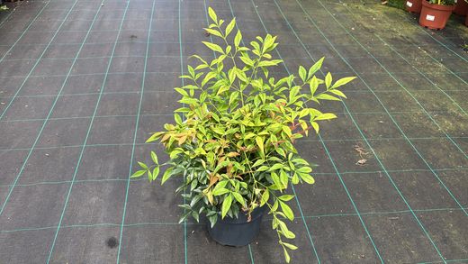 Nandina domestica "Gulf stream"