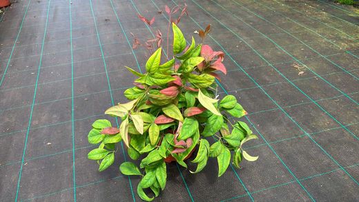 Nandina domestica "Blush Pink"