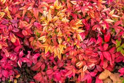 Nandina domestica "Blush Pink"