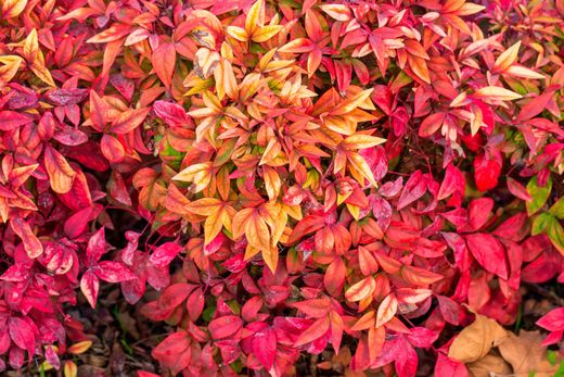 Nandina domestica "Blush Pink"