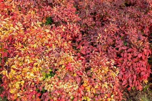 Nandina domestica "Blush Pink"