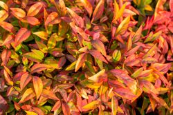 Nandina domestica "Blush Pink"