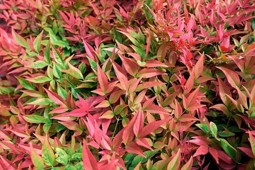 Nandina domestica