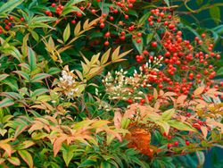 Nandina domestica