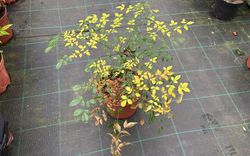 Nandina domestica