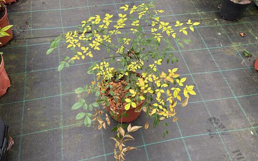 Nandina domestica
