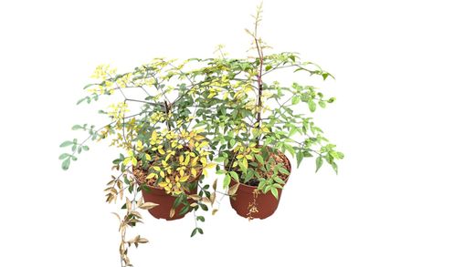 Nandina domestica