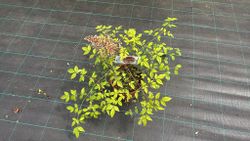 Nandina domestica