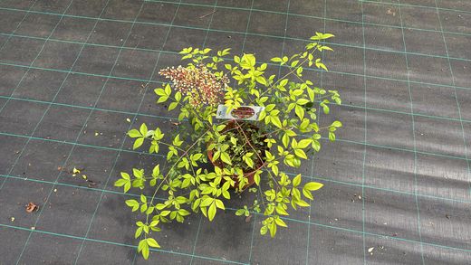 Nandina domestica