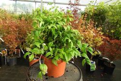 Nandina domestica "Fire power"