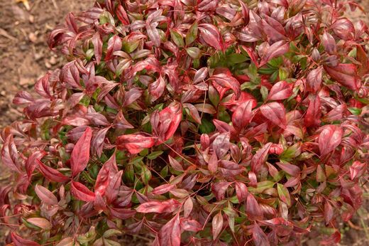 Nandina domestica "Fire power"