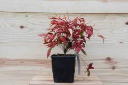 Nandina domestica "Fire power"
