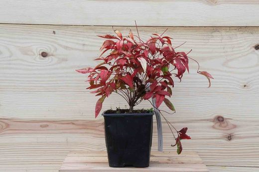 Nandina domestica "Fire power"