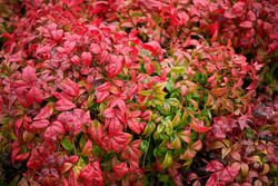Nandina domestica "Fire power"